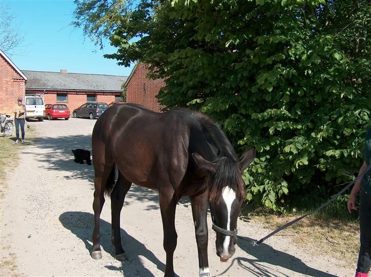 Dansk Varmblod Passoa Ace - Teenage sløv hest billede 5