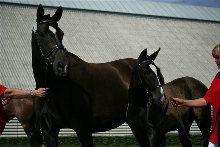 Dansk Varmblod Passoa Ace billede 6