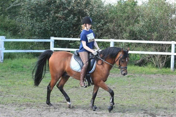 Arabisk fuldblod (OX) Fabhat  - Nyt- Bolette og Fabhat fredag d. 15 august billede 14