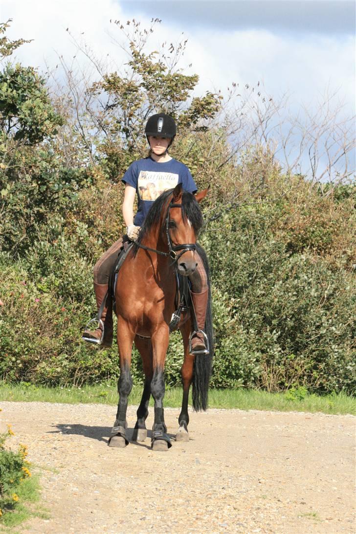 Arabisk fuldblod (OX) Fabhat  billede 15