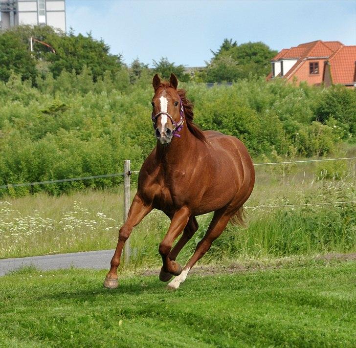 Quarter Watch Jackie Impress - Fuld galop - Fotograf: Mig billede 2