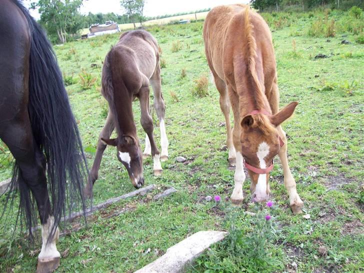 Dansk Varmblod Storåens Malua billede 5