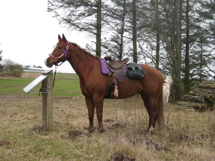 Quarter Watch Jackie Impress - På langtur i Poulstrup med Buller og Clara - Fotograf: Mig billede 8