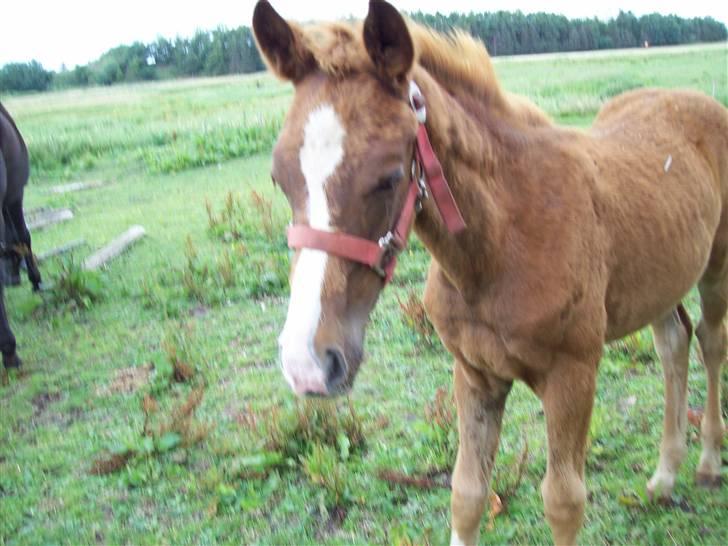 Dansk Varmblod Storåens Malua billede 9