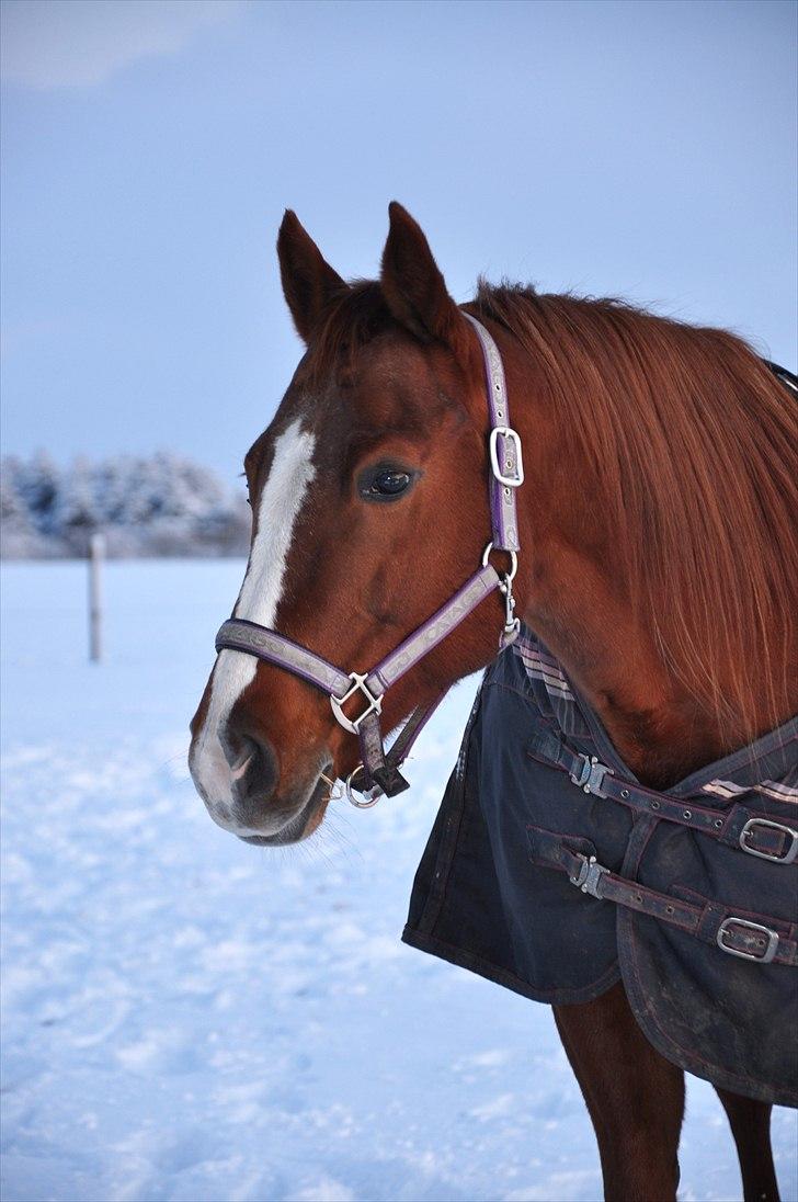 Quarter Watch Jackie Impress - Jackie i sneen - Fotograf: Mig billede 16