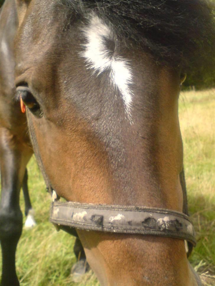 New Forest Stegstedgårds ZidaneSOLGT billede 14