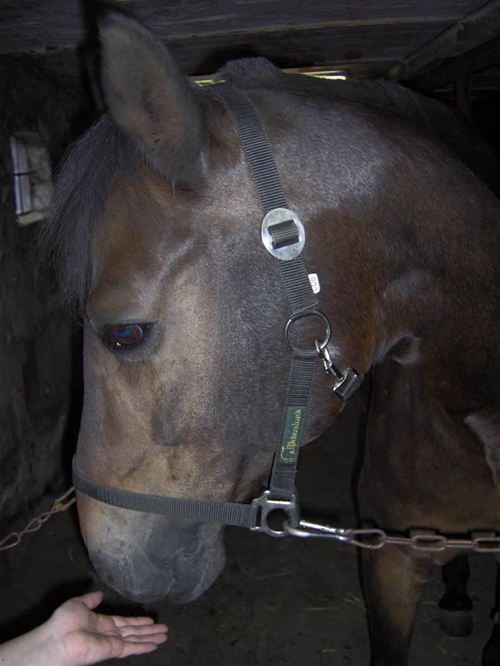 Dansk Varmblod Faxi - Velkommen til Faxis side. Er jeg ikke dejlig ;) billede 1