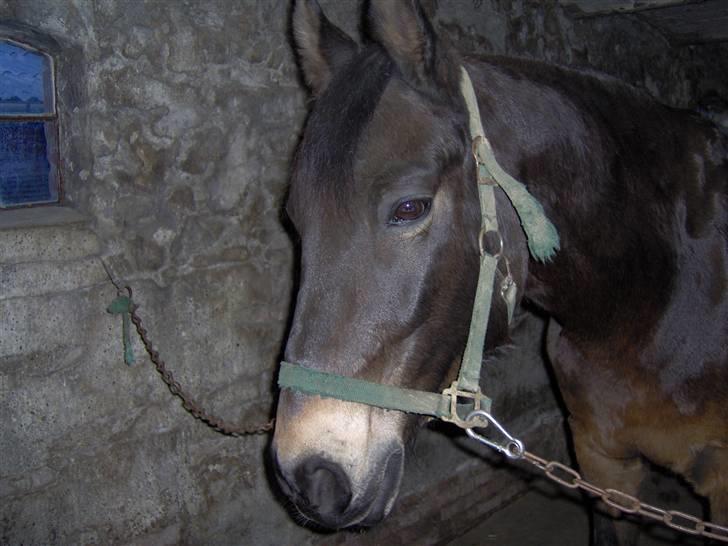 Dansk Varmblod Faxi - Close up. Han ser lidt ulm ud, ikke for vild med kameraer. billede 2
