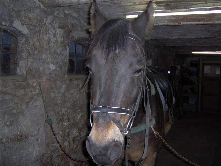 Dansk Varmblod Faxi billede 3