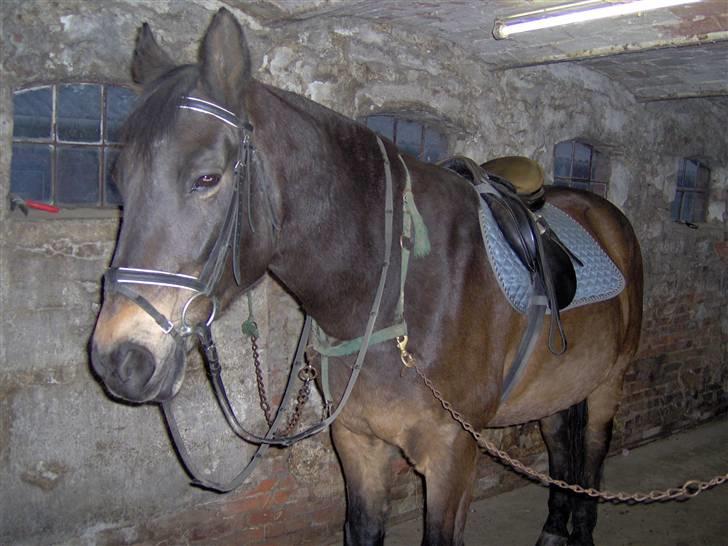 Dansk Varmblod Faxi - Så er vi klar til at tage ind og ride os lidt dressur. billede 4