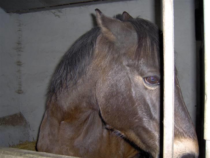 Dansk Varmblod Faxi - Prøver desperat at undslippe linsen. billede 5