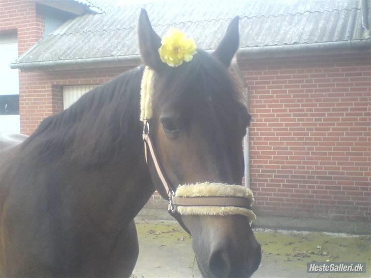 Dansk Varmblod Faxi - Faxi i gården. Forårshypper! billede 6