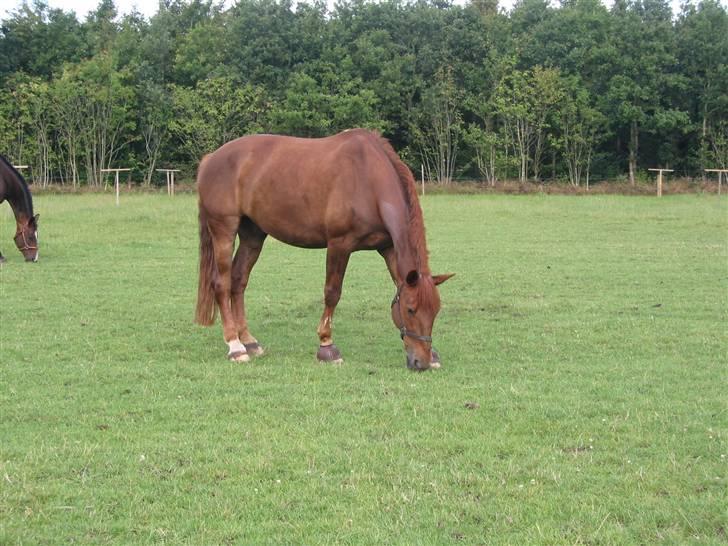 Anden særlig race orlando - olde i holstebro billede 18