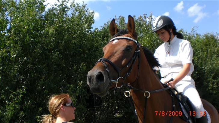 Dansk Varmblod Cape Cille E - R.I.P. - Kongeå 7 august 2009 billede 3