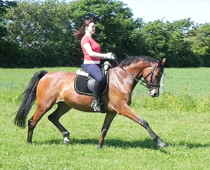 Dansk Varmblod Cape Cille E - R.I.P. - dressur 20 juni 2010 billede 1