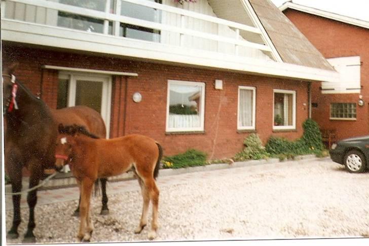 Dansk Varmblod Cape Cille E - R.I.P. - Min lille musse som baby =) 2004 billede 9