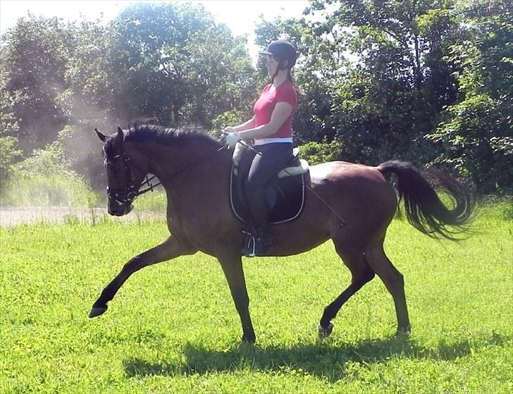 Dansk Varmblod Cape Cille E - R.I.P. - dressur 20 juni 2010 billede 10