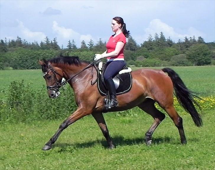 Dansk Varmblod Cape Cille E - R.I.P. - dressur 20 juni 2010 billede 11