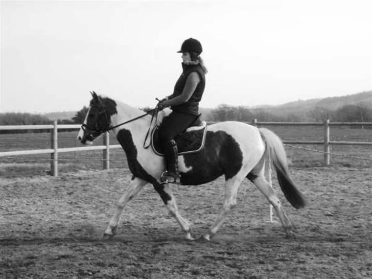 Pinto Speedy I I  - på banen :) smuk ! Foto: Anne MD .. billede 12