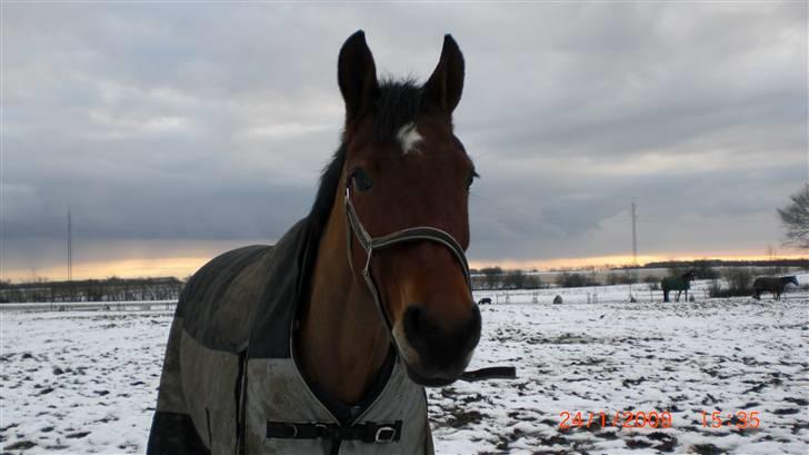 Dansk Varmblod Cape Cille E - R.I.P. - vinter 2010 billede 17