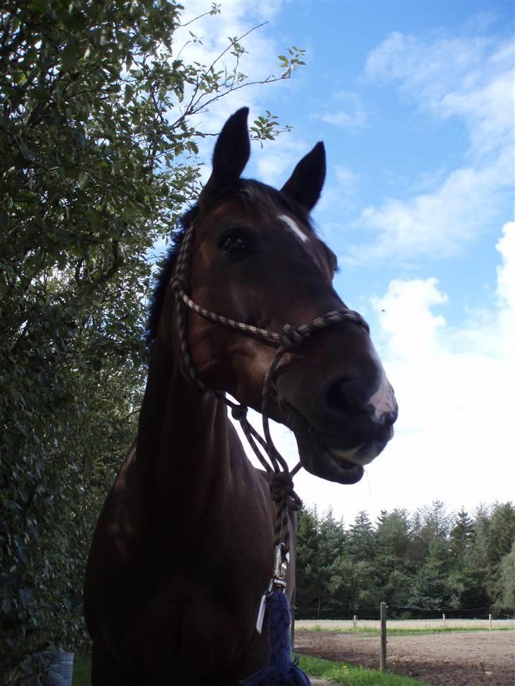 Dansk Varmblod Chanel *Gammel part* - Chanels profil,,, hun står skam og kigger efter en hingst :D billede 17