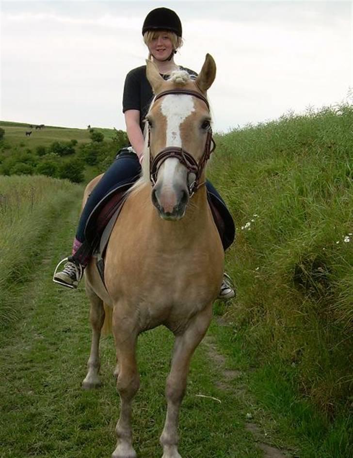 Haflinger Deserée  billede 10