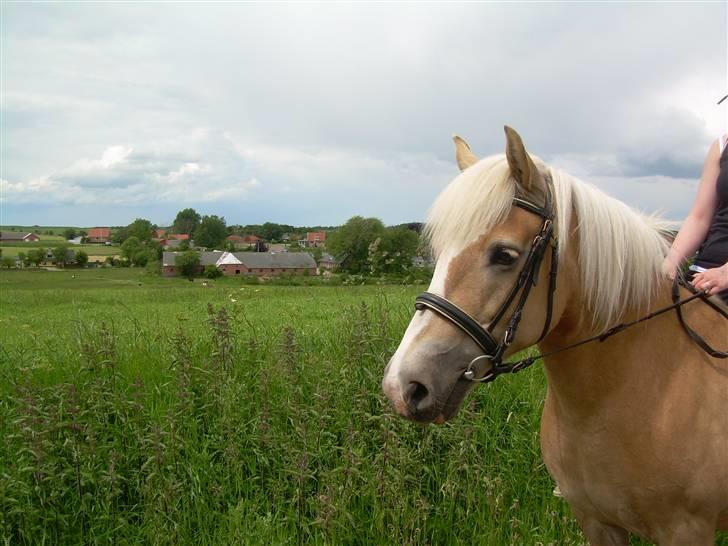 Haflinger Deserée  - D. 7. juni 2009. Desereé med "hjemme" i baggrunden. billede 11