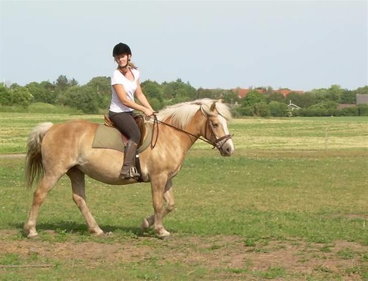 Haflinger Deserée  - Da vi prøvede den fine (: Mener det var d. 12. juni billede 12