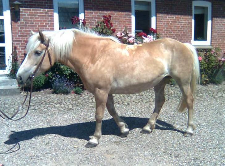 Haflinger Deserée  - fra mobil. billede 13
