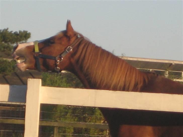 Hollandsk Sportspony U-peter (Orlando)  - VRIIIIINSK. ;b billede 2