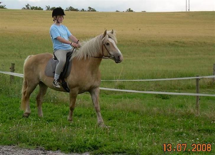 Haflinger Deserée  - Anne Sofie på Dessi billede 14