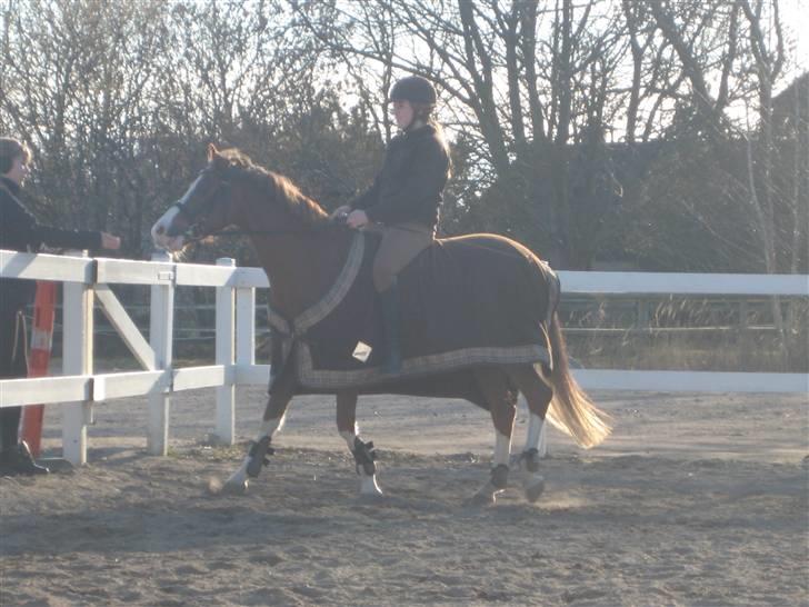 Hollandsk Sportspony U-peter (Orlando)  - man skal lige have en godbid af emilie (:    25/3 - 09 billede 3