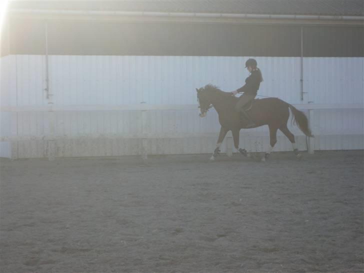 Hollandsk Sportspony U-peter (Orlando)  - jeg synes det her billede er fedt q: - 25/3 - 09 billede 4