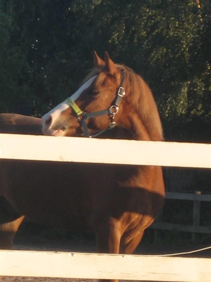 Hollandsk Sportspony U-peter (Orlando)  - Ude på folden. :D 30/8 - foto mig billede 7