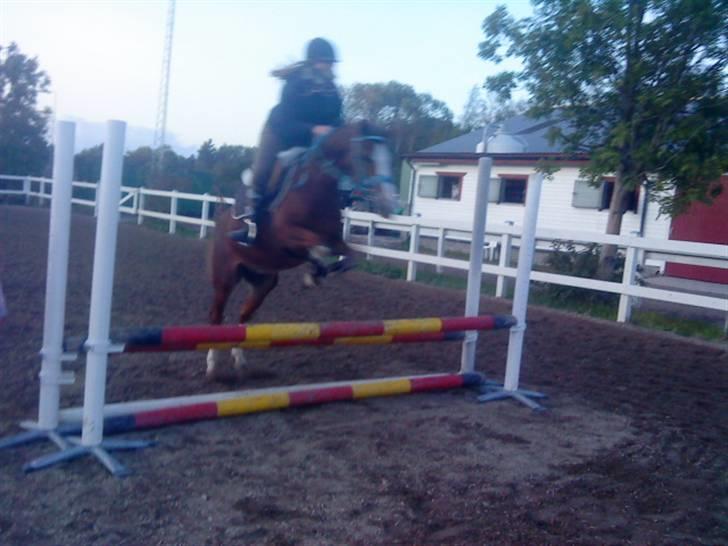 Hollandsk Sportspony U-peter (Orlando)  - springning (: billede 8