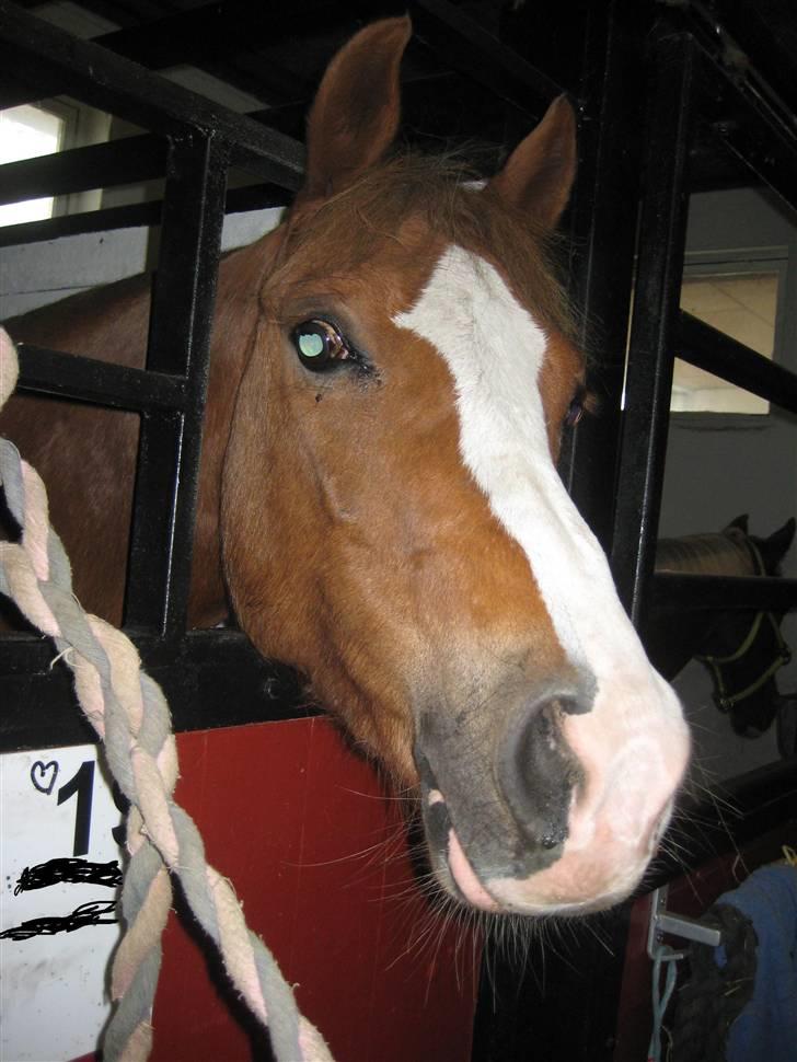 Hollandsk Sportspony U-peter (Orlando)  billede 10