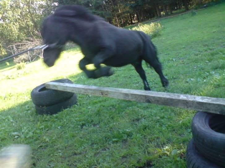 Shetlænder Komet - spring foto: trine B #6 billede 6