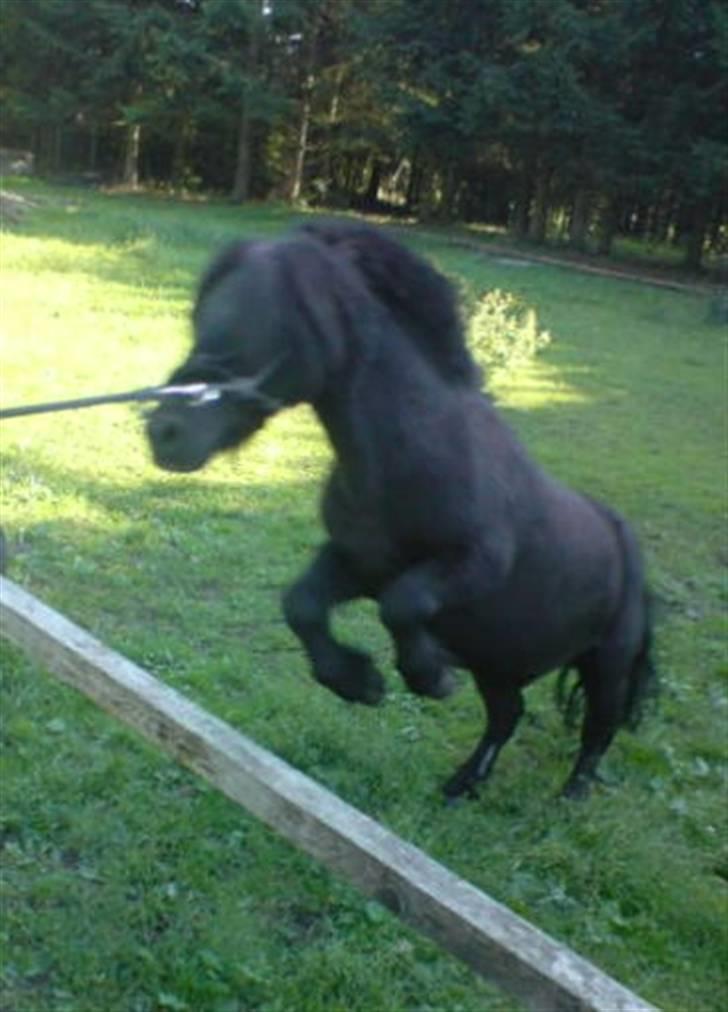 Shetlænder Komet - spring foto: trine B #7 billede 7