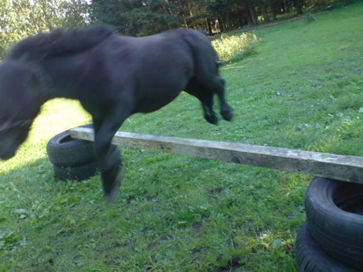 Shetlænder Komet - spring foto: trine B #8 billede 8