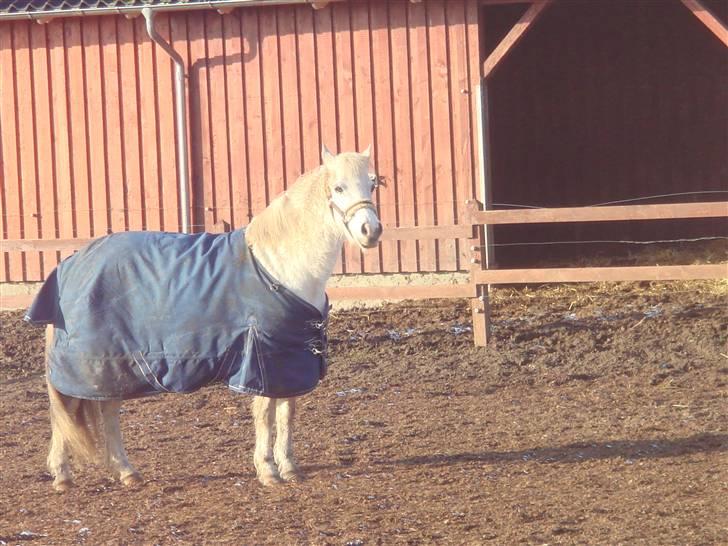 Anden særlig race shila gammel leje pony billede 1