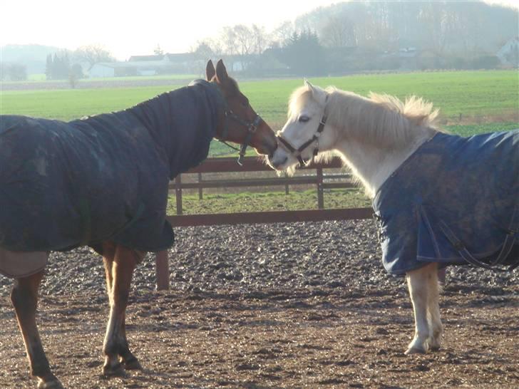 Anden særlig race shila gammel leje pony billede 2