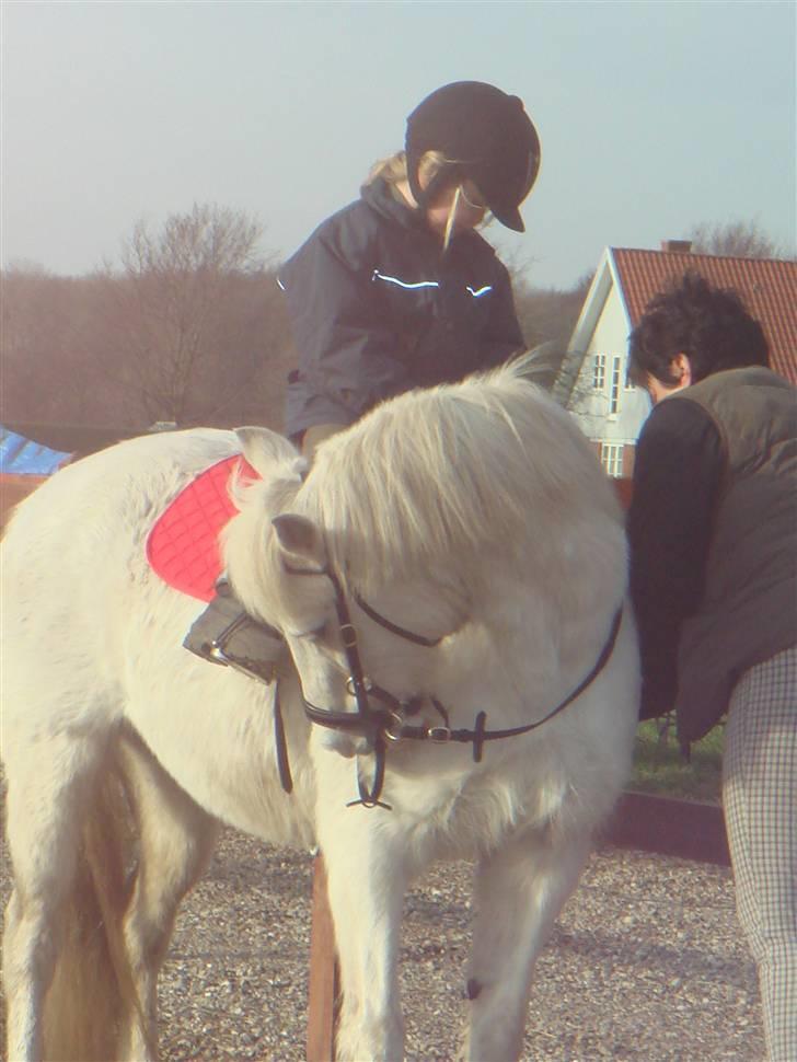 Anden særlig race shila gammel leje pony billede 3