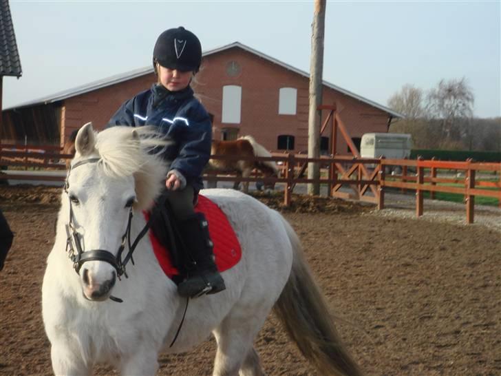 Anden særlig race shila gammel leje pony billede 4