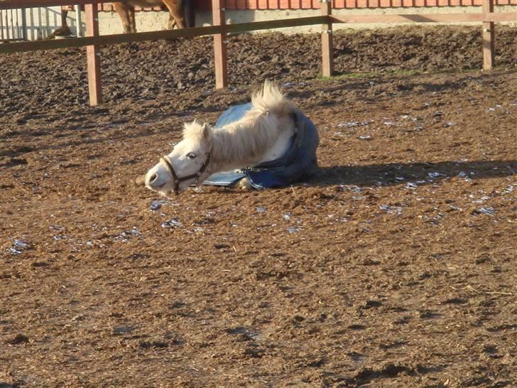 Anden særlig race shila gammel leje pony billede 5