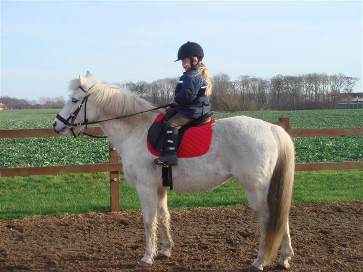 Anden særlig race shila gammel leje pony billede 6