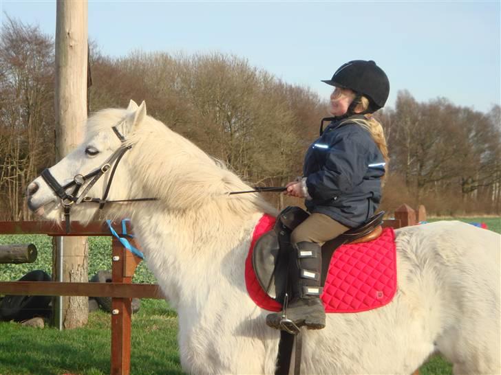 Anden særlig race shila gammel leje pony billede 7