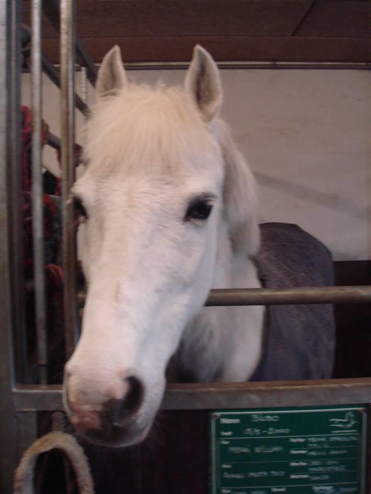 Anden særlig race shila gammel leje pony billede 8