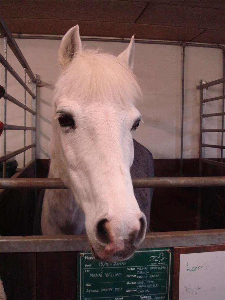 Anden særlig race shila gammel leje pony billede 9