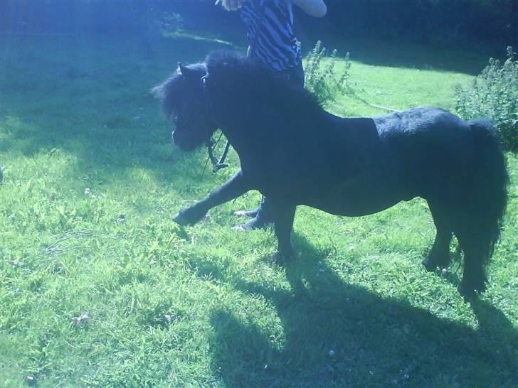 Shetlænder Komet - spanske skridt foto: mig #9 billede 9