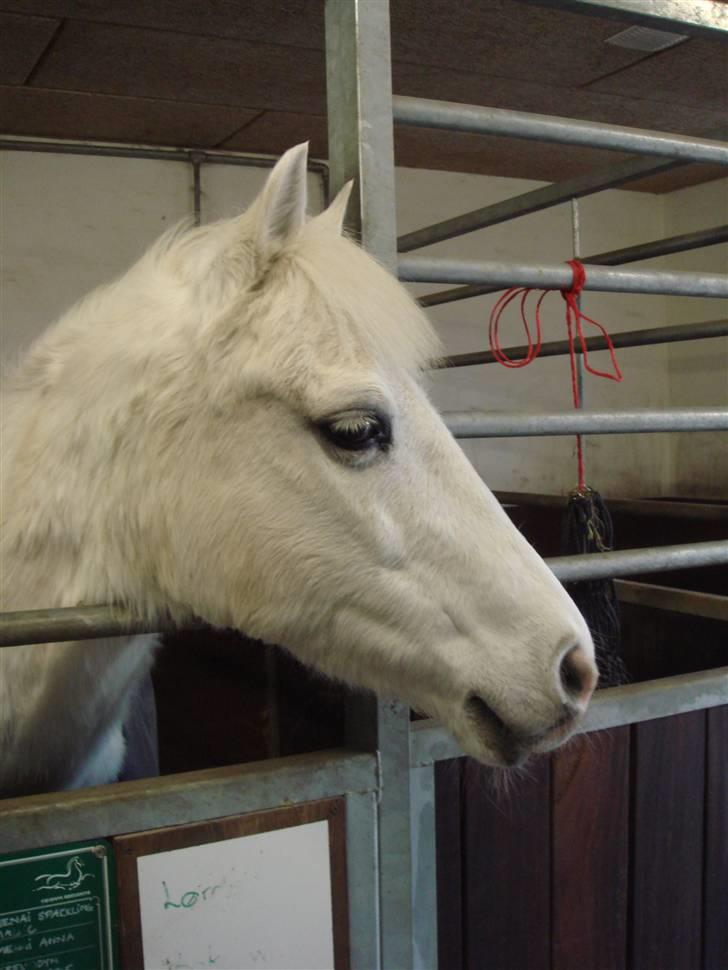 Anden særlig race shila gammel leje pony billede 10